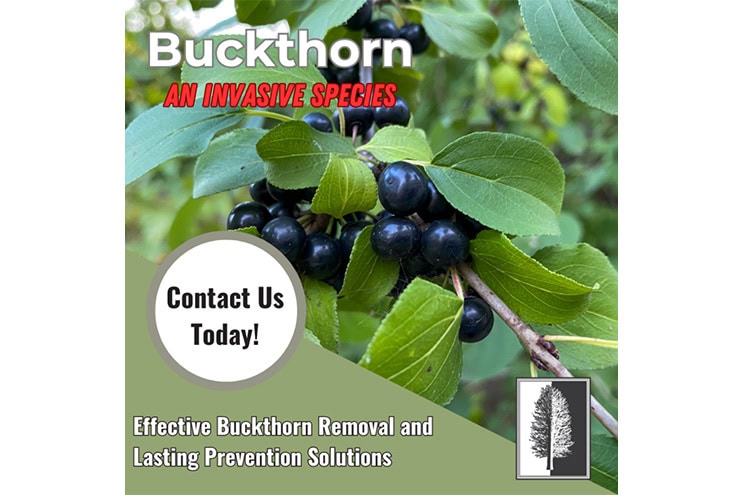 Buckhorn the invasive menace