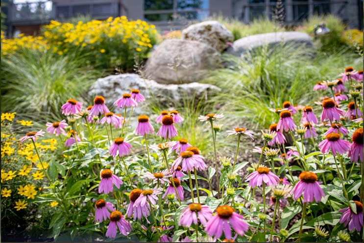 flowers in garden