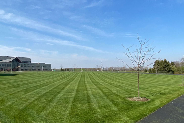 large lawn lot with tree