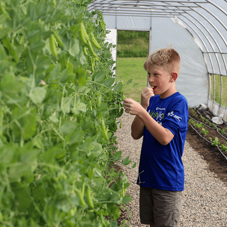 A boy in the hoop house trying sugar snap peas