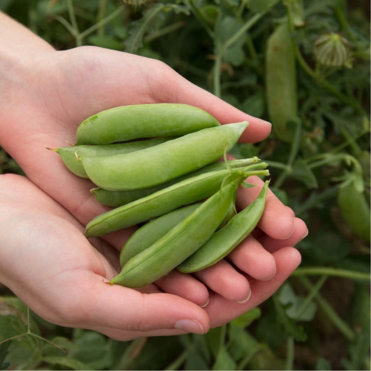 hands holding fresh-picked snap peas