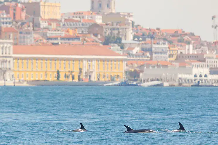 dolphins-return-to-tagus-river Dolphins return to Tagus River