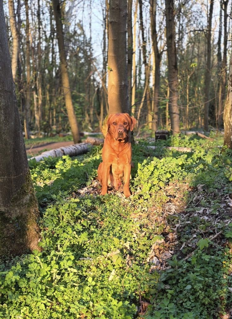 Therapiehund Elliot in der Praxis Bewusst-Sein