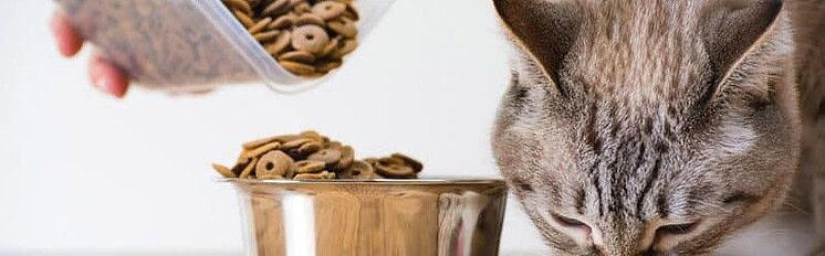 best dry cat food for urinary health 0