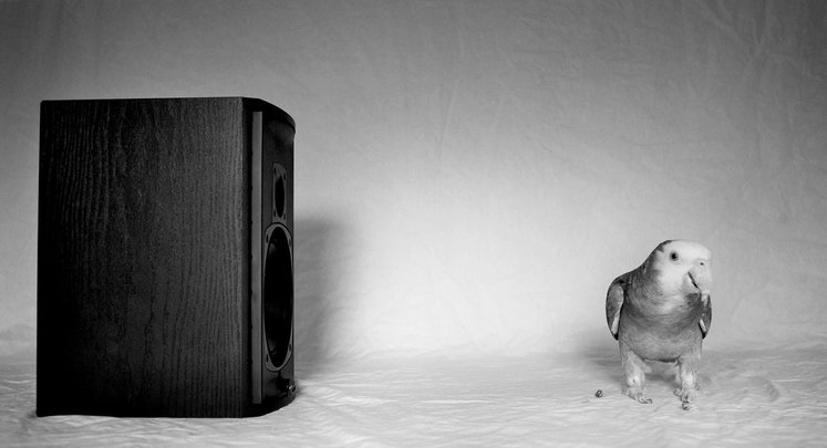 the hifi chicken
