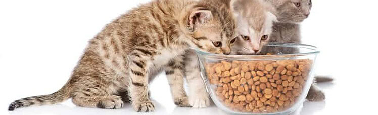 best dry cat food for urinary health 2