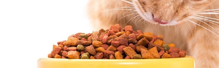 best dry cat food for urinary health 1