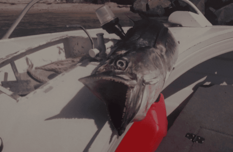 DIY Mackerel trolling rigs