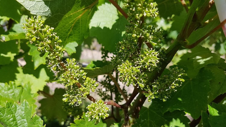 grappe-en-fleurs