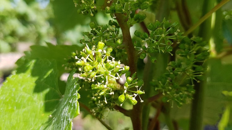 vigne-en-fleurs