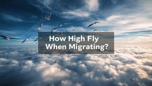 How High Do Birds Fly When Migrating
