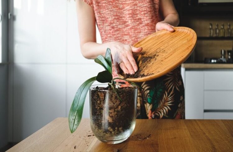 Compost in Small Apartments Without Smell