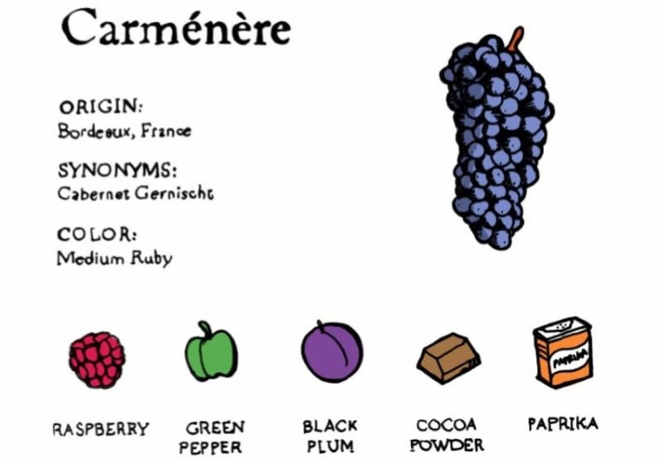 Colchagua Valley Carmenere is now a real focus for Chile winemakers