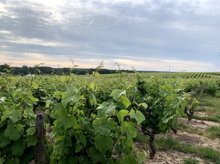paysage-vignes