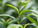 【京都おぶぶ茶苑】秋の茶摘体験