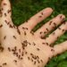 A hand covered in ants.
