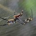 A large spider in a web.