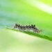 Caterpillar on a leaf