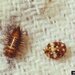Carpet beetle and larva