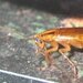 German cockroach