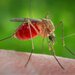 Mosquito