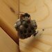 Paper wasp nest