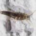 Silverfish
