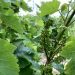 grappe-raisin-prefloraison