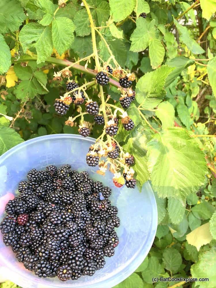 Easy Blackberry Sorbet Recipe 1 Foraged blackberries
