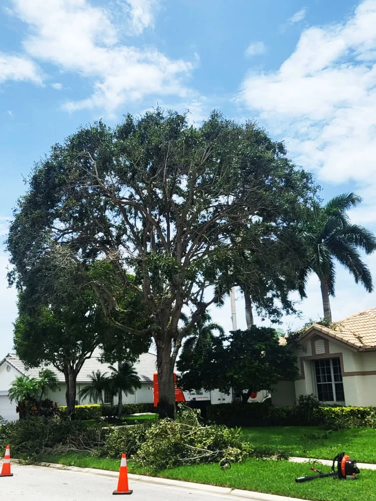 Jobs Gallery | Expert Tree Services, Palm Trimming, & Tree Care in Lake Worth & Palm Beach County | Tree Service | Explore our latest tree service projects in Lake Worth, Boca Raton, Delray Beach, and Palm Beach County. From precision trimming to full tree removal and site cleanup, our skilled tree experts offer precision, safely removing hazards, and helping revitalizing landscapes. Discover the Tree Maid Tree Service Difference! |%org_url%