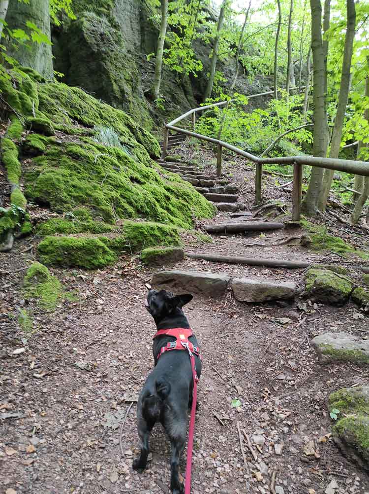 Marple and me am Rennsteig. Der Hund steht vor einem Treppenaufstieg hoch zur Wartburg. Am Rand ist ein mit Moos bewachsener Fels und links eine Absperrung.