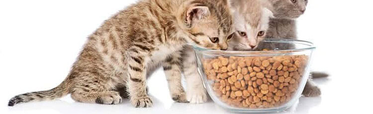 best dry cat food for urinary health 2