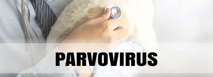 Can Cats Get Parvo From Dogs? (You Need To Know About The Disease) TinPaw