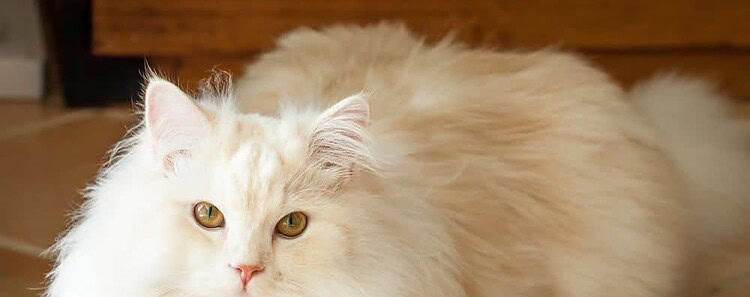 Persian Ragdoll cat long hair