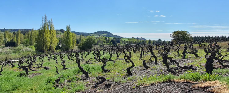 150 year old head trained Pais vines in Yumbel