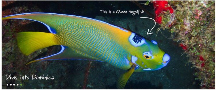 dominica diving -angel-fish