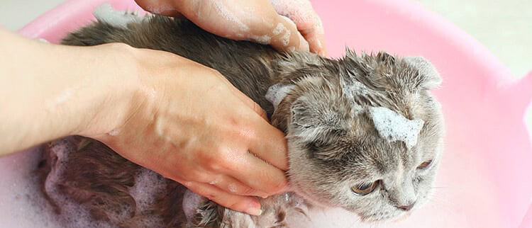 When Should You Give Your Cat a Bath?