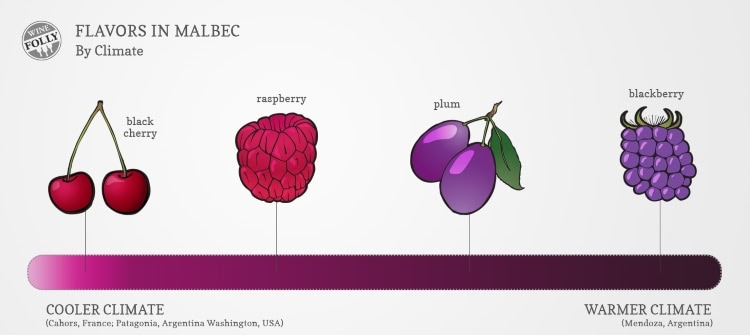 Malbec is THE grape in Argentina, whether in Mendoza or the North