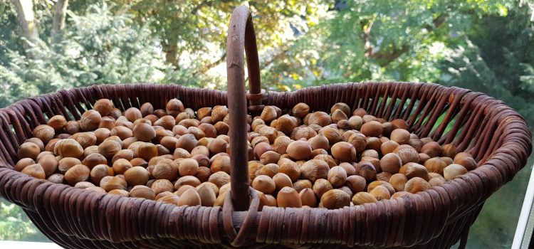 Hazelnuts and Walnuts and What To Do With Them a basket of hazelnuts that i gathered from the forest