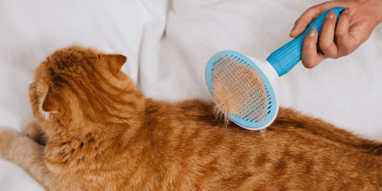 Panik Yok Pati Dostu! Köpeğimin Kuru Burun’u Var, Yoksa Ölüyor Muyuz? 😱