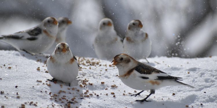 Des températures inférieures aux normales de saison mais pas de neige à Tarbes cette semaine