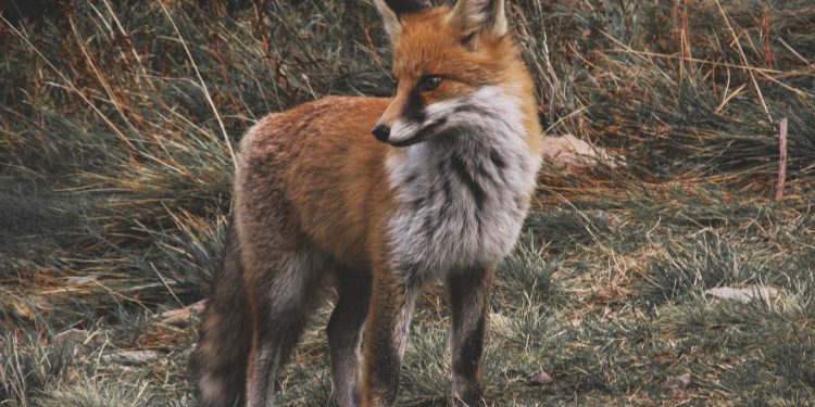A la découverte des animaux nocturnes des Pyrénées