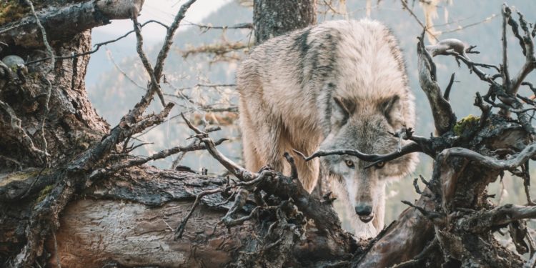 Près de Saint Pè de Bigorre, un loup soupçonné d'une attaque contre des brebis