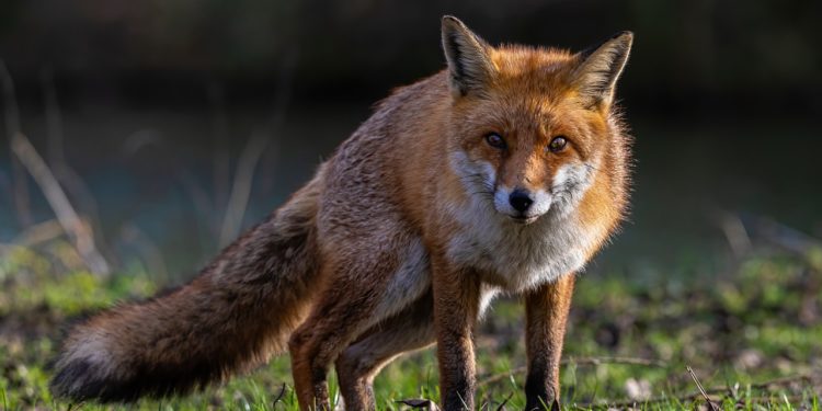 Battues aux renards dans les Hautes Pyrénées, une association dépose un recours