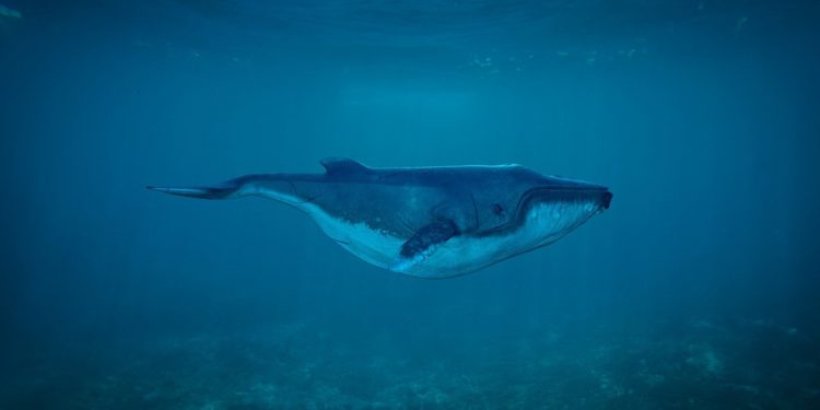 Insolite : une baleine se balade dans la Seine