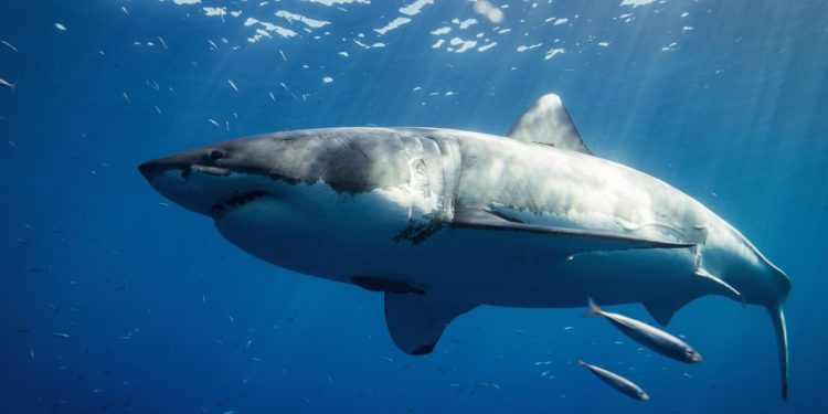 Un grand requin blanc dans les eaux de la Méditerranée près de Porquerolles