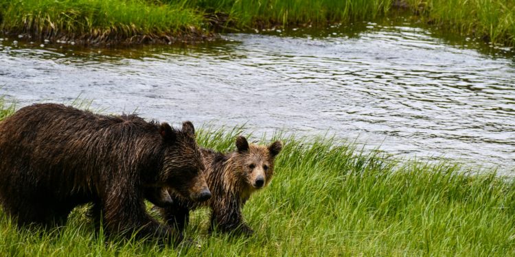 Avec de nouveaux oursons, découvrez combien sont les ours dans les Pyrénées