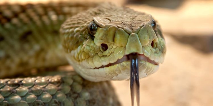 2 conférences sur les reptiles prévues à Bagnères de Bigorre