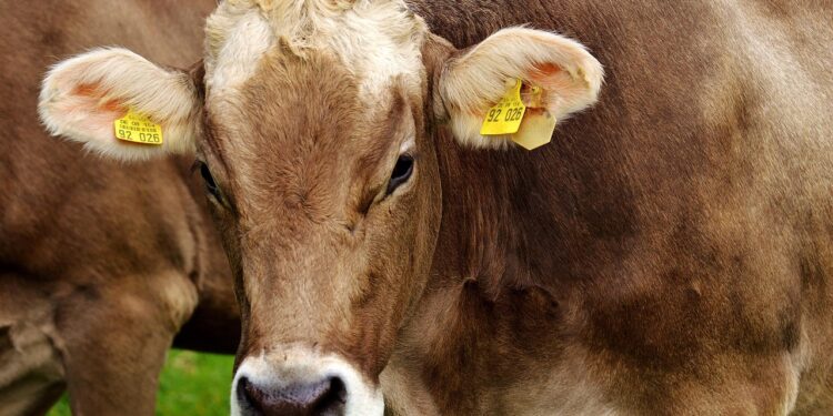 Dermatose nodulaire bovine en Ariège : des centaines de communes sous surveillance