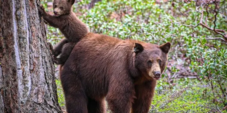Pyrénées - arrêt de l'effarouchement renforcé des Ours dans certaines estives